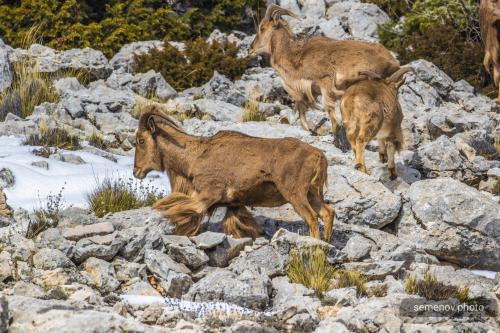 Критский горный козёл. CRETAN IBEX