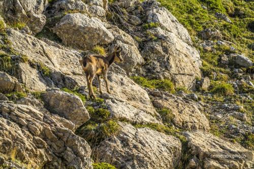 Пиренейская серна. PYRENEAN CHAMOIS