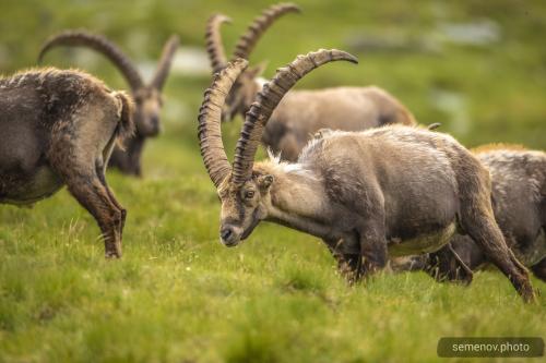 Альпийский горный козёл. ALPINE IBEX