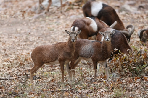 Европейский муфлон. EUROPEAN MOUFLON